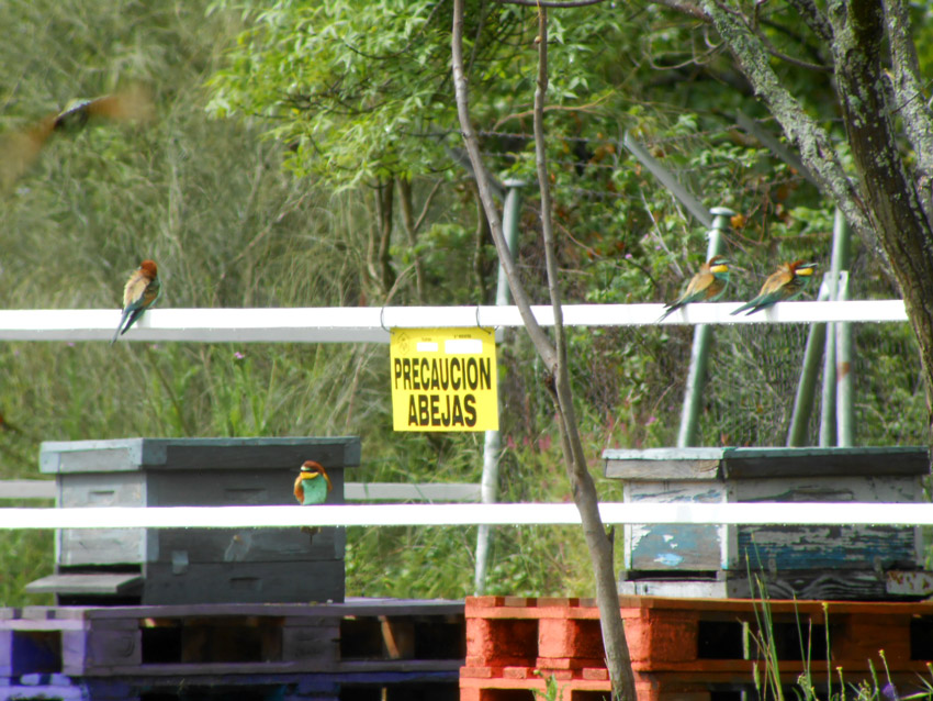 Abejarucos sinvergüenzas