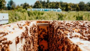 La apicultura, una actividad esencial en CEI El Jarama