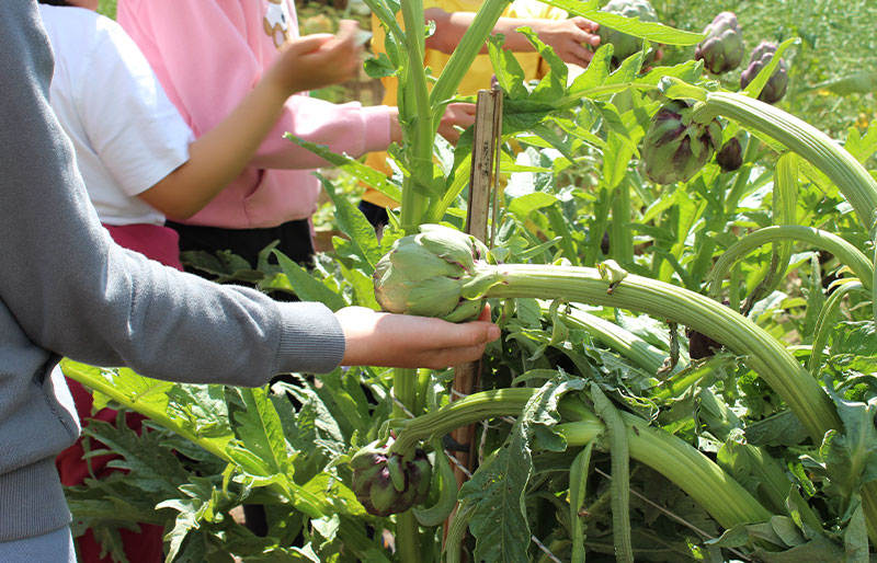 huerto-ecologico-educacion-infantil