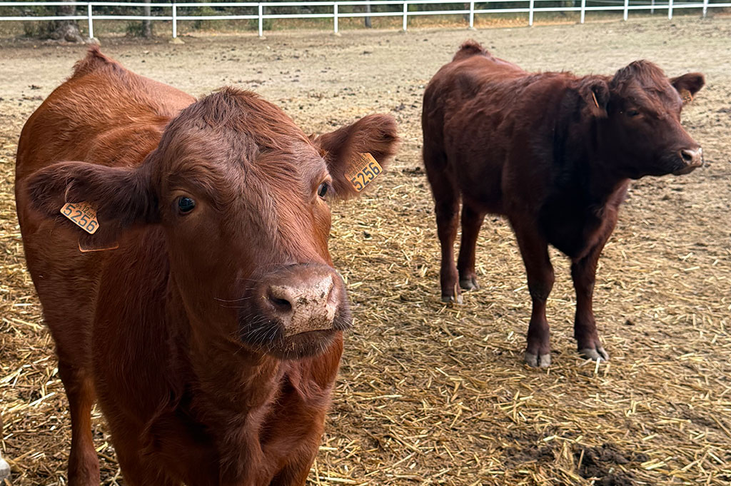 Granja escuela en madrid