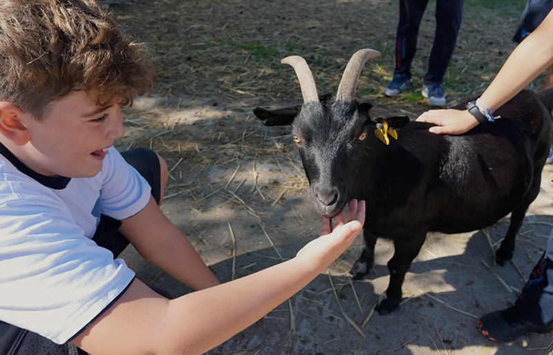 animales aliados educativos