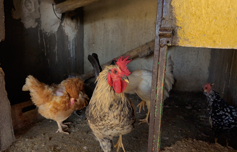 animales aliados educativos
