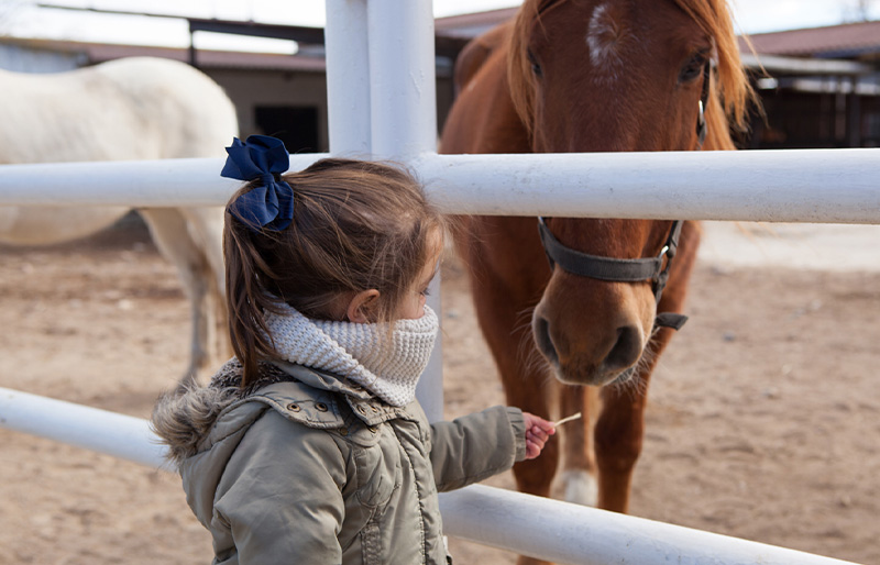 animales aliados educativos