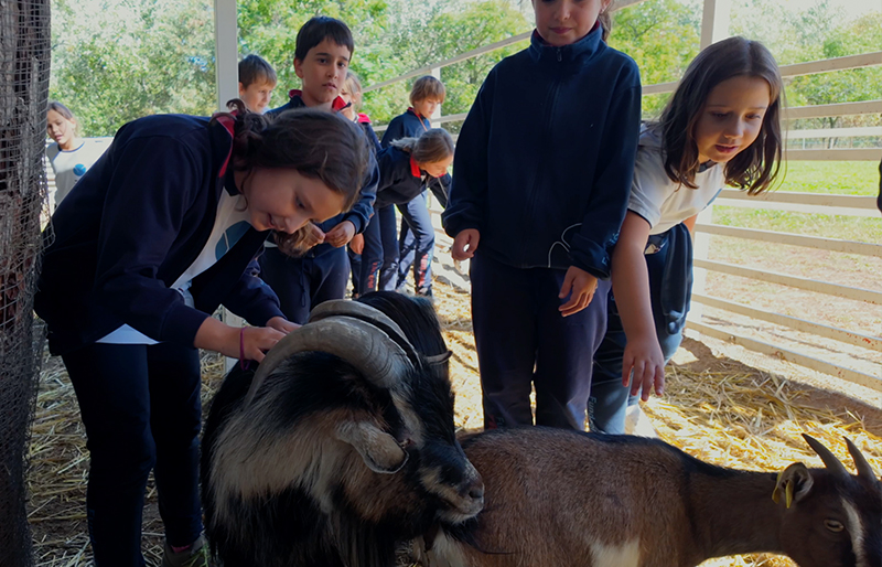 animales aliados educativos