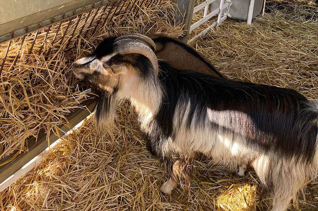 Granja-escuela-estancia-infantil