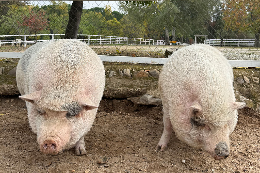 Granja-escuela-visita-infantil