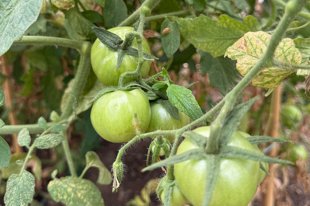 Granja escuela visita infantil