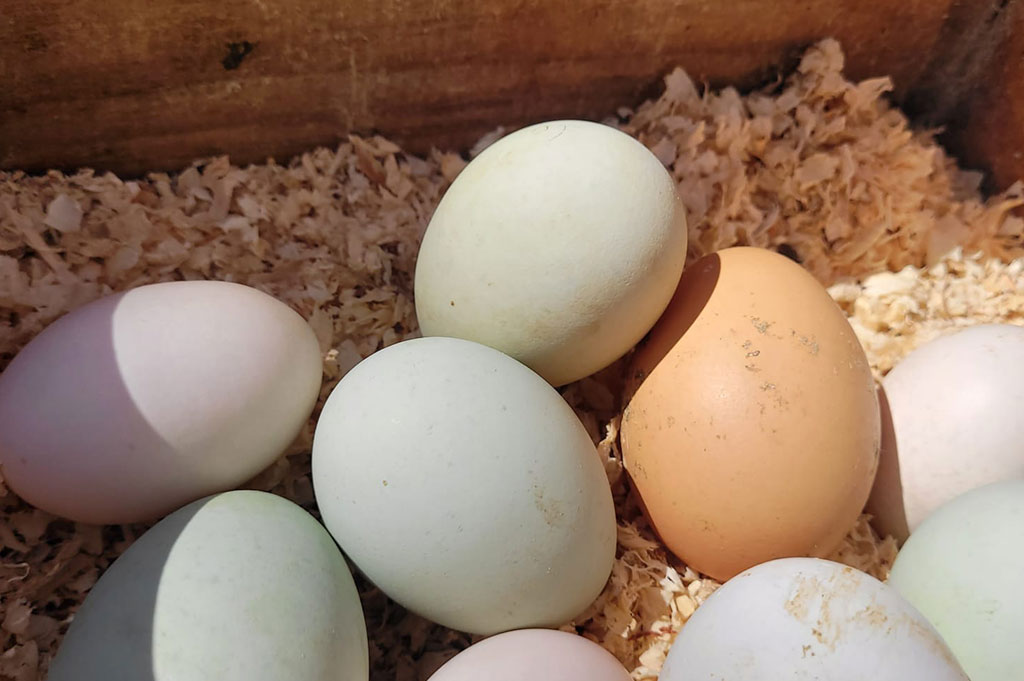 Granja-escuela-visita-infantil