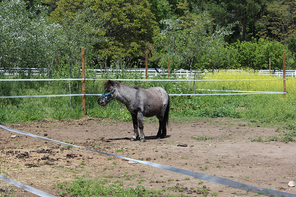 Granja-escuela-visita-infantil