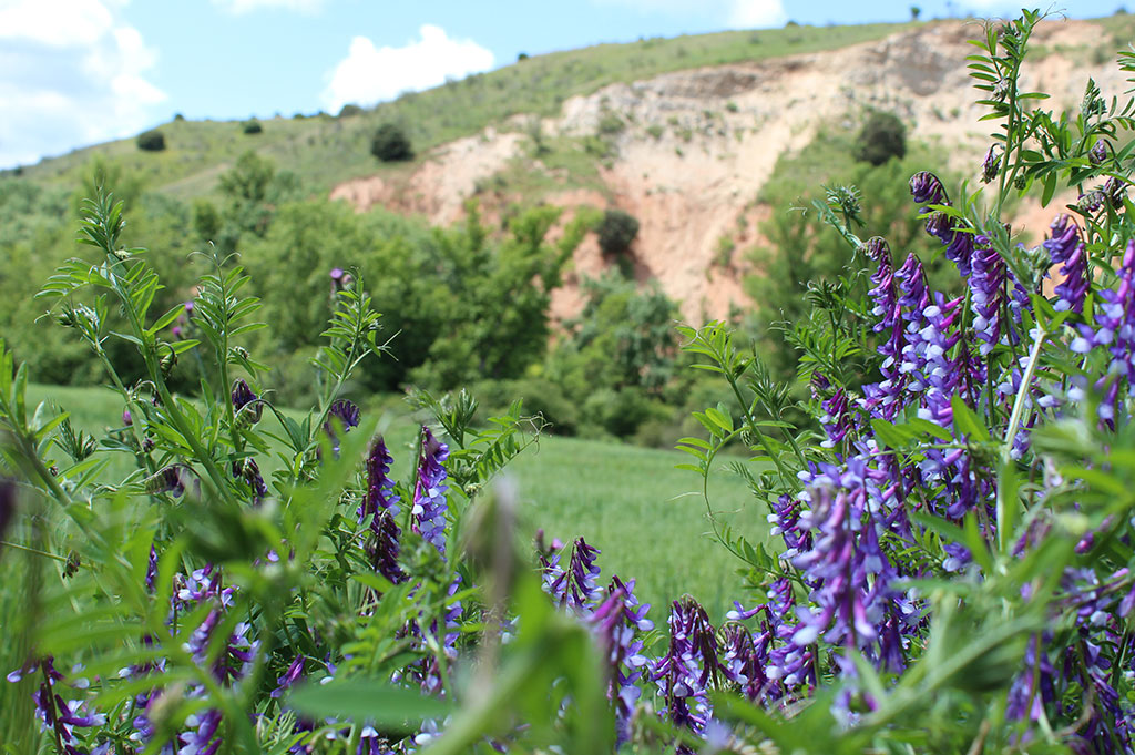 Sweet-Farm-Visita-bilingüe-infantil