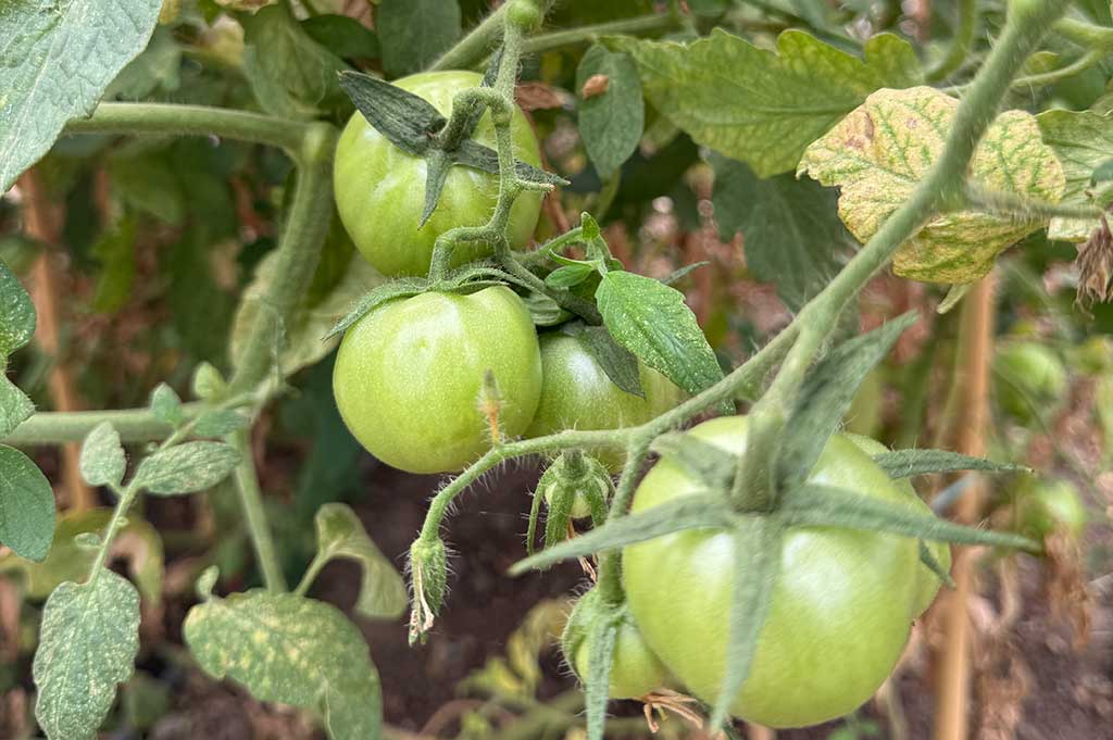 Visita bilingüe granja escuela primaria