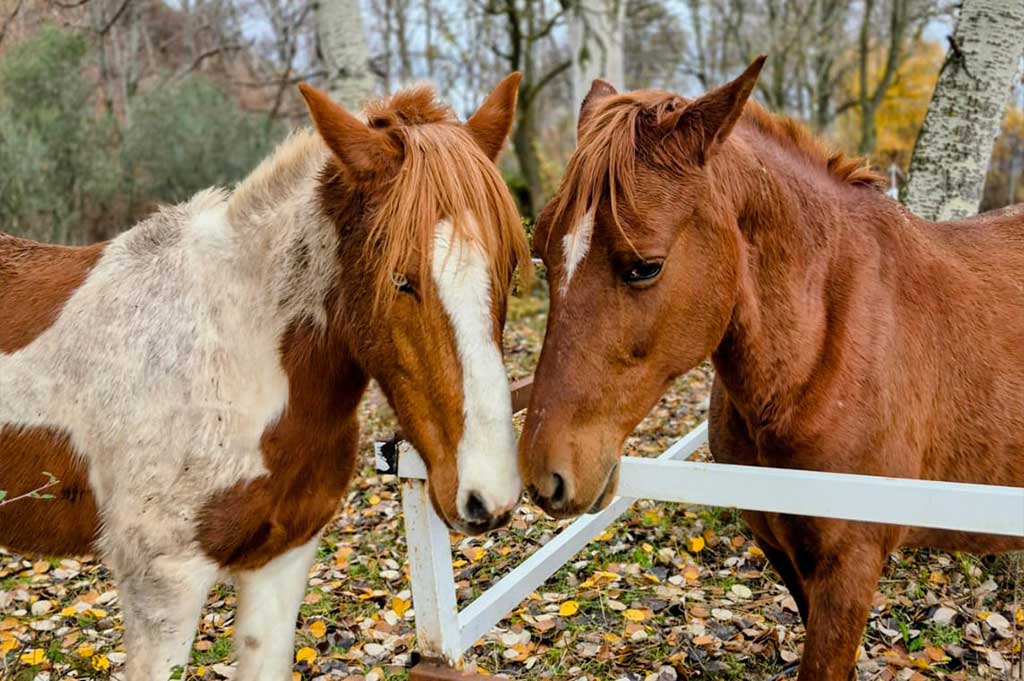 estancia-bilingue-granja-escuela-primaria
