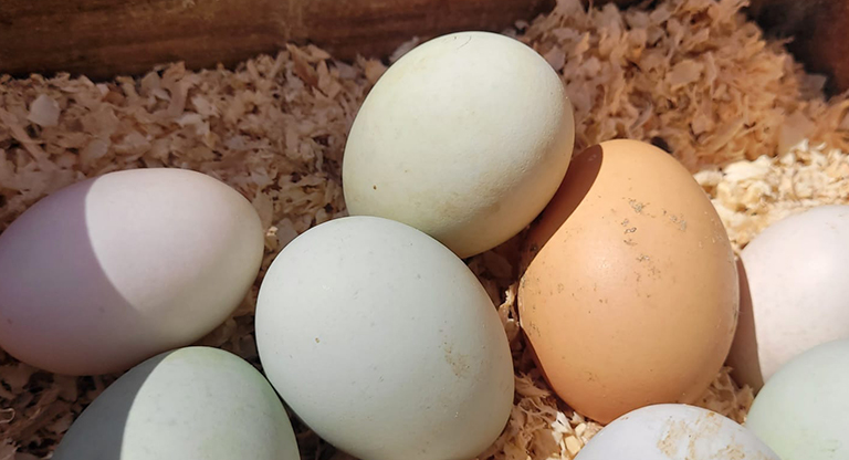 granja escuela primaria