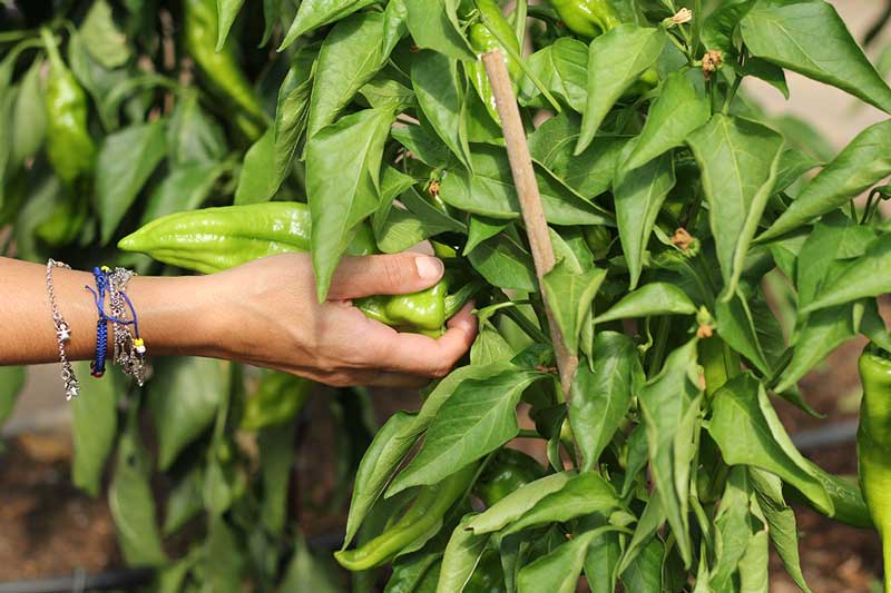planificación actividades escolares