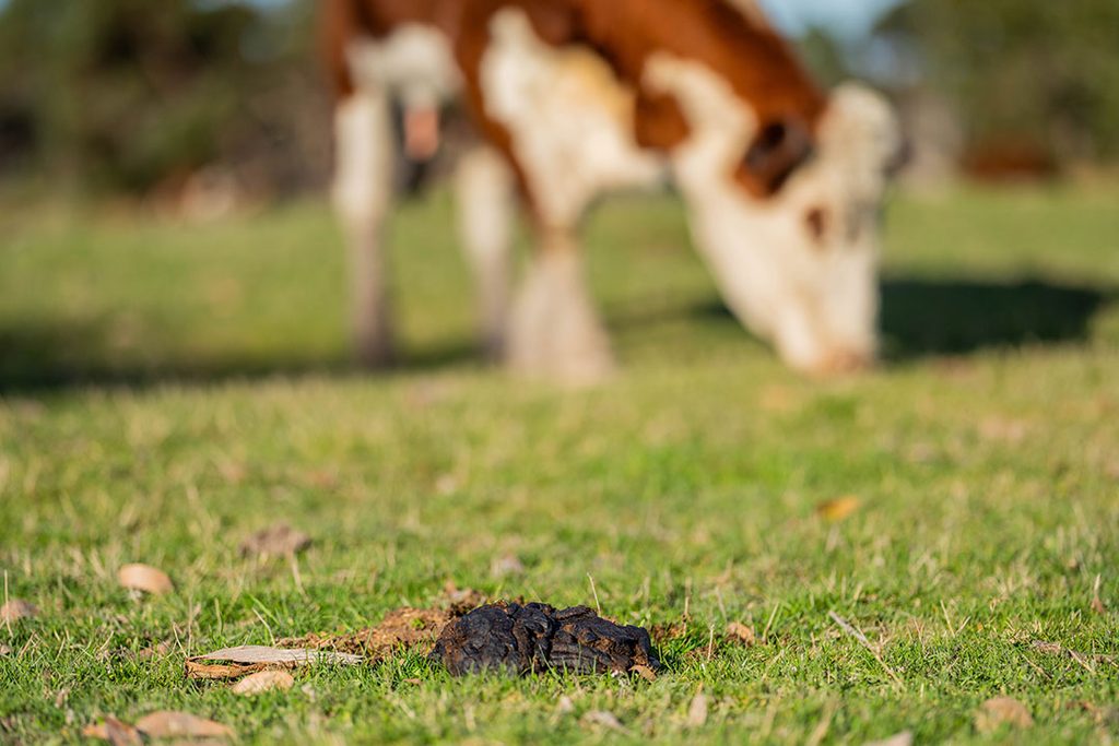 función excrementos animales